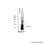 HCA1, Hydroxycarboxylic Acid Receptor 1 Antibody in Western Blot (WB)