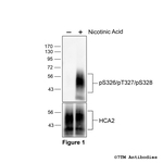 Phospho-HCA2, Hydroxycarboxylic Acid Receptor 2 (Ser326, Thr327, Ser328) Polyclonal Antibody