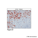 HCA2, Hydroxycarboxylic Acid Receptor 2 Polyclonal Antibody
