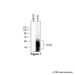 HCA2, Hydroxycarboxylic Acid Receptor 2 Antibody in Western Blot (WB)