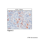 HCA2, Hydroxycarboxylic Acid Receptor 2 Polyclonal Antibody