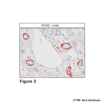 HCA2, Hydroxycarboxylic Acid Receptor 2 Antibody in Immunohistochemistry (Paraffin) (IHC (P))