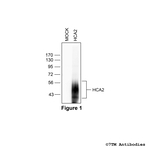 HCA2, Hydroxycarboxylic Acid Receptor 2 Antibody in Western Blot (WB)