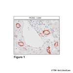 HCA2, Hydroxycarboxylic Acid Receptor 2 Antibody in Immunohistochemistry (Paraffin) (IHC (P))