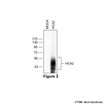 HCA2, Hydroxycarboxylic Acid Receptor 2 Antibody in Western Blot (WB)