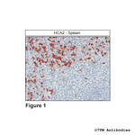 HCA2, Hydroxycarboxylic Acid Receptor 2 Polyclonal Antibody