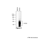 HCA2, Hydroxycarboxylic Acid Receptor 2 Antibody in Western Blot (WB)