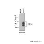 ACKR4, Atypical Chemokine Receptor 4 Polyclonal Antibody
