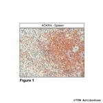 ACKR4, Atypical Chemokine Receptor 4 Antibody in Immunohistochemistry (Paraffin) (IHC (P))