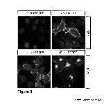 Phospho-delta-Opioid Receptor (Ser363) Antibody in Immunocytochemistry (ICC/IF)