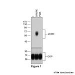 Phospho-delta-Opioid Receptor (Ser363) Polyclonal Antibody