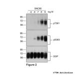 Phospho-delta-Opioid Receptor (Ser363) Antibody in Western Blot (WB)
