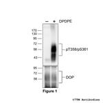 Phospho-delta-Opioid Receptor (Thr358, Thr361) Polyclonal Antibody