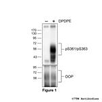 Phospho-delta-Opioid Receptor (Thr361, Ser363) Polyclonal Antibody
