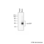 DOP delta-Opioid Receptor Polyclonal Antibody