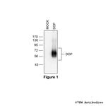 DOP delta-Opioid Receptor Polyclonal Antibody