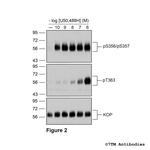 Phospho-kappa-Opioid Receptor (Thr363) Antibody in Western Blot (WB)