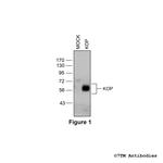 KOP kappa-Opioid Receptor Polyclonal Antibody