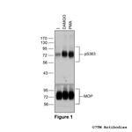 Phospho-mu-Opioid Receptor (Ser363) Polyclonal Antibody