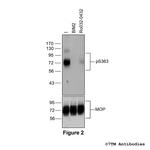 Phospho-mu-Opioid Receptor (Ser363) Antibody in Western Blot (WB)