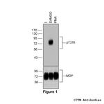 Phospho-mu-Opioid Receptor (Thr376) Polyclonal Antibody