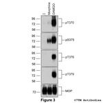 Phospho-mu-Opioid Receptor (Thr376) Antibody in Western Blot (WB)