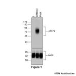 Phospho-mu-Opioid Receptor (Thr379) Polyclonal Antibody