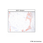 MOP, mu-Opioid Receptor Antibody in Immunohistochemistry (Paraffin) (IHC (P))