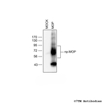 MOP, mu-Opioid Receptor Polyclonal Antibody