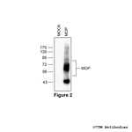 MOP, mu-Opioid Receptor Antibody in Western Blot (WB)