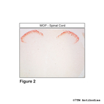 MOP, mu-Opioid Receptor Polyclonal Antibody