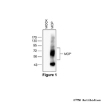 MOP, mu-Opioid Receptor Antibody in Western Blot (WB)