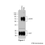 Phospho-Nociceptin/Orphanin FQ Receptor (Ser346) Polyclonal Antibody