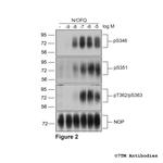 Phospho-Nociceptin/Orphanin FQ Receptor (Ser346) Antibody in Western Blot (WB)