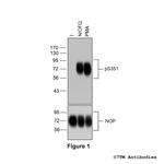 Phospho-Nociceptin/Orphanin FQ Receptor (Ser351) Polyclonal Antibody