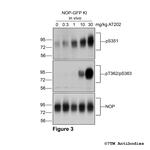 Phospho-Nociceptin/Orphanin FQ Receptor (Ser351) Antibody in Western Blot (WB)