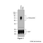 Phospho-Nociceptin/Orphanin FQ Receptor (Thr362, Ser363) Polyclonal Antibody