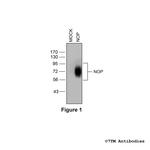 NOP, Nociceptin/Orphanin FQ Receptor Antibody in Western Blot (WB)