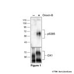 Phospho-Orexin Receptor 1 (Ser385) Polyclonal Antibody