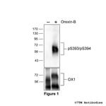Phospho-Orexin Receptor 1 (Ser393, Ser394) Polyclonal Antibody