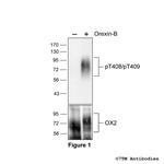 Phospho-Orexin Receptor 2 (Thr408, Thr409) Polyclonal Antibody