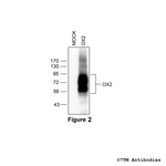 OX2 Orexin Receptor 2 Antibody in Western Blot (WB)
