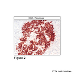 OX2, Orexin Receptor 2 Antibody in Immunohistochemistry (Paraffin) (IHC (P))