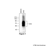 OX2, Orexin Receptor 2 Antibody in Western Blot (WB)