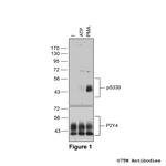 Phospho-P2Y Purinoceptor 4 (Ser339) Polyclonal Antibody