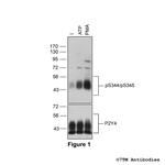 Phospho-P2Y Purinoceptor 4 (Ser344, Ser345) Polyclonal Antibody