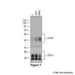 Phospho-P2Y Purinoceptor 4 (Thr351) Polyclonal Antibody