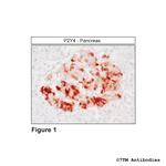 P2Y4, P2Y Purinoceptor 4 Antibody in Immunohistochemistry (Paraffin) (IHC (P))