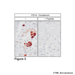 P2Y4, P2Y Purinoceptor 4 Polyclonal Antibody