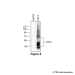 P2Y4, P2Y Purinoceptor 4 Antibody in Western Blot (WB)
